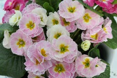 Verbleek - roze en witte die Primulainstallatie hierboven wordt bekeken van royalty-vrije stock foto Verbleek - roze en witte die Primulainstallatie hierboven wordt bekeken van royalty-vrije stock foto
