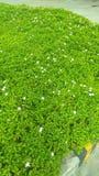 Verde com flores brancas fotos de stock royalty free Verde com flores brancas fotos de stock royalty free