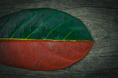 Verde de la mitad y media hoja seca del oto?o en el fondo de madera imagen de archivo Verde de la mitad y media hoja seca del oto?o en el fondo de madera imagen de archivo