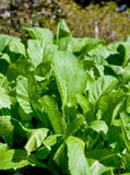 Verdes de mostarda no wintergarden Imagem de Stock Verdes de mostarda no wintergarden Imagem de Stock
