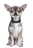 Verfolgen Sie (Chihuahua) das Betrachten der Kamera und lächeln Verfolgen Sie (Chihuahua) das Betrachten der Kamera und lächeln