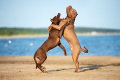 Verfolgt amerikanischer Terrier der Pitbull zwei zusammen spielen auf dem Strand lizenzfreies stockbild Verfolgt amerikanischer Terrier der Pitbull zwei zusammen spielen auf dem Strand lizenzfreies stockbild