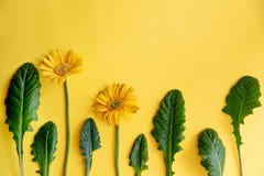 Verfraaien de de Gerbera gele bloem en bladeren op gele achtergrond - de hoogste ruimtelente van het meningsexemplaar en de zomer stock afbeeldingen Verfraaien de de Gerbera gele bloem en bladeren op gele achtergrond - de hoogste ruimtelente van het meningsexemplaar en de zomer stock afbeeldingen