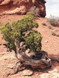 Verkrüppelter Baum Stockfotos Verkrüppelter Baum Stockfotos