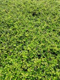 Verlaat banyan boom bloeiend is een muur De groene achtergrond van de bladerenmuur royalty-vrije stock foto Verlaat banyan boom bloeiend is een muur De groene achtergrond van de bladerenmuur royalty-vrije stock foto
