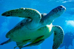 vermelha χελωνών θάλασσας νησιών coroa Bahia Βραζιλία στοκ φωτογραφίες με δικαίωμα ελεύθερης χρήσης vermelha χελωνών θάλασσας νησιών coroa Bahia Βραζιλία στοκ φωτογραφίες με δικαίωμα ελεύθερης χρήσης