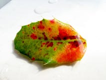 Vermelho molhado, brilhante e folha verde do azevinho com um fundo branco imagens de stock Vermelho molhado, brilhante e folha verde do azevinho com um fundo branco imagens de stock