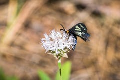 Vermiculata van Gnophaela van de politiewagenmot het voeden op een munt van de bergcoyote wildflower, Noordelijke Calfiornia royalty-vrije stock afbeeldingen Vermiculata van Gnophaela van de politiewagenmot het voeden op een munt van de bergcoyote wildflower, Noordelijke Calfiornia royalty-vrije stock afbeeldingen