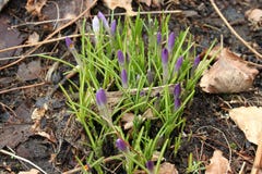 Vernus för krokusblommakrokus royaltyfri fotografi Vernus för krokusblommakrokus royaltyfri fotografi