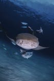 Verpleegster Shark Swimming naar u in Duidelijk Water van de Bahamas royalty-vrije stock afbeeldingen Verpleegster Shark Swimming naar u in Duidelijk Water van de Bahamas royalty-vrije stock afbeeldingen