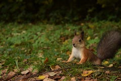 Verraste Russische eekhoorn bij het park van Moskou stock foto Verraste Russische eekhoorn bij het park van Moskou stock foto