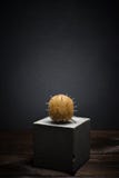 Vers fruit op donkere achtergrond op concrete tribune Zacht ruwharig kiwifruit met scherpe doornen royalty-vrije stock afbeelding Vers fruit op donkere achtergrond op concrete tribune Zacht ruwharig kiwifruit met scherpe doornen royalty-vrije stock afbeelding