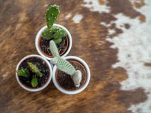 Verscheidenheid van drie kleine cactusinstallaties waarvan vijgencactus twee, die ook als vijgcactus wordt bekend, en ??n echinop royalty-vrije stock foto's Verscheidenheid van drie kleine cactusinstallaties waarvan vijgencactus twee, die ook als vijgcactus wordt bekend, en ??n echinop royalty-vrije stock foto's