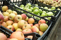 Verscheidenheid van organische appelen in kratten stock foto Verscheidenheid van organische appelen in kratten stock foto