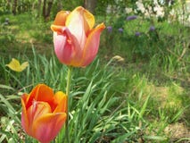 Verschiedene Tulpen, Fliedern und Gras stockbild Verschiedene Tulpen, Fliedern und Gras stockbild