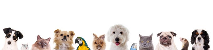 Verschillende dieren Verschillende dieren