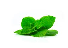 Verse de Borage van het land geïsoleerd op witte achtergrond royalty-vrije stock fotografie Verse de Borage van het land geïsoleerd op witte achtergrond royalty-vrije stock fotografie