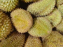Verse durian van organisch landbouwbedrijf in Thailand royalty-vrije stock foto Verse durian van organisch landbouwbedrijf in Thailand royalty-vrije stock foto