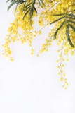 Verse mimosabloem op wit stock foto Verse mimosabloem op wit stock foto