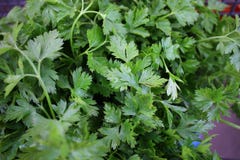 Verse organische peterselie Peterselie achtergrondtextuur Groentenpatroon Groen dillebehang royalty-vrije stock foto Verse organische peterselie Peterselie achtergrondtextuur Groentenpatroon Groen dillebehang royalty-vrije stock foto