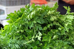 Verse organische peterselie Peterselie achtergrondtextuur Groentenpatroon Groen dillebehang Groen kruid Het gezonde Voedsel Eten stock foto Verse organische peterselie Peterselie achtergrondtextuur Groentenpatroon Groen dillebehang Groen kruid Het gezonde Voedsel Eten stock foto