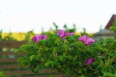 Verse purpere rozebottelbloemen op een heldergroene struik royalty-vrije stock fotografie Verse purpere rozebottelbloemen op een heldergroene struik royalty-vrije stock fotografie
