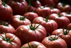 Verse rode tomatenachtergrond, close-up farming Landbouw royalty-vrije stock afbeelding Verse rode tomatenachtergrond, close-up farming Landbouw royalty-vrije stock afbeelding