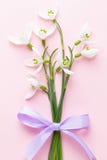 Verse sneeuwklokjes op roze achtergrond met plaats voor tekst De groetkaart van de lente royalty-vrije stock fotografie Verse sneeuwklokjes op roze achtergrond met plaats voor tekst De groetkaart van de lente royalty-vrije stock fotografie