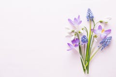 Verse sneeuwklokjes op roze achtergrond met plaats voor tekst De groetkaart van de lente stock afbeelding Verse sneeuwklokjes op roze achtergrond met plaats voor tekst De groetkaart van de lente stock afbeelding