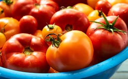 Verse tomaten, rood en geel, met dalingen van water in blauwe grote kom royalty-vrije stock afbeeldingen Verse tomaten, rood en geel, met dalingen van water in blauwe grote kom royalty-vrije stock afbeeldingen
