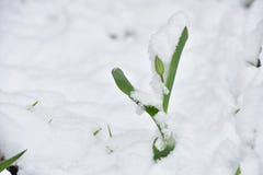Verse tulpenbloem in een tuin onder sneeuw in April Stock Afbeelding Verse tulpenbloem in een tuin onder sneeuw in April Stock Afbeelding
