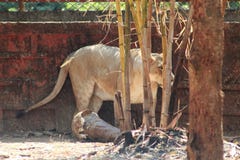 Verso da posição do lio do panthera do leão da árvore de bambu imagens de stock Verso da posição do lio do panthera do leão da árvore de bambu imagens de stock