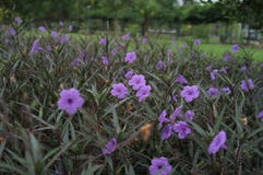 Versteckte purpurrote Blume im gedämpften Licht lizenzfreie stockfotos Versteckte purpurrote Blume im gedämpften Licht lizenzfreie stockfotos