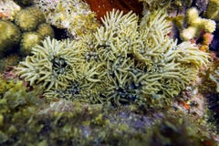 Vertakkende Anemoon in Coral Reef (Lebrunia-danae) royalty-vrije stock afbeelding Vertakkende Anemoon in Coral Reef (Lebrunia-danae) royalty-vrije stock afbeelding