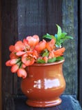 Verticaal beeld van een klein boeket van oranje bloemen royalty-vrije stock afbeeldingen Verticaal beeld van een klein boeket van oranje bloemen royalty-vrije stock afbeeldingen