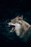 Vertical closeup shot of a wild wolf growling or roaring in Teutoburg Forest, Germany