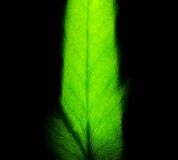 Vertical garden green ivy in wall hanging wooden pots or racks with warm white color LED lighting. Interior decoration make fresh royalty free stock images Vertical garden green ivy in wall hanging wooden pots or racks with warm white color LED lighting. Interior decoration make fresh royalty free stock images
