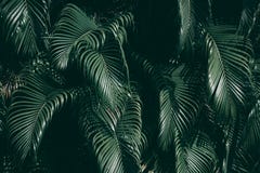 Vertical Garden With Tropical Green Leaf. Royalty Free Stock Photos Vertical Garden With Tropical Green Leaf. Royalty Free Stock Photos