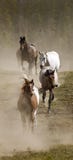 Vertical Line of Horses and Dust