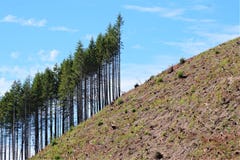 Vertical tall conifers stand on steep deforested slope
