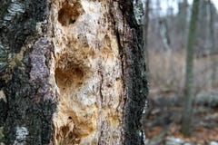 Woodpecker holes in a tree trunk closeup royalty free stock image Woodpecker holes in a tree trunk closeup royalty free stock image
