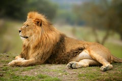 Verticale animale mâle sauvage de beau lion
