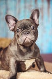 Verticale blu di colpo in testa del bulldog francese Fotografia Stock Verticale blu di colpo in testa del bulldog francese Fotografia Stock