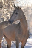 Verticale de cheval d'Akhal-teke image stock Verticale de cheval d'Akhal-teke image stock