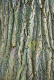 Verwitterter Baumstamm maserte Hintergrundfoto, Bild stockfotos Verwitterter Baumstamm maserte Hintergrundfoto, Bild stockfotos
