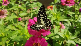 Very beautiful butterfly in Sri lanaka stock photography Very beautiful butterfly in Sri lanaka stock photography