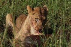 Young lion enjoying fresh hunting. Kidepo Valley National Park