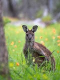 Very cute little wallaby kangaroo is grazing on a green meadow among flowers in Australia, wildlife in nature. Very cute little wallaby kangaroo is grazing on a