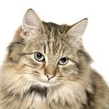 Very cute long haired kitten royalty free stock photography Very cute long haired kitten royalty free stock photography