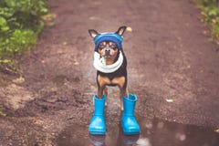 cute puppy, a dog in a hat and rubber boots is standing in a puddle and looking at the camera. Theme of rain and autumn